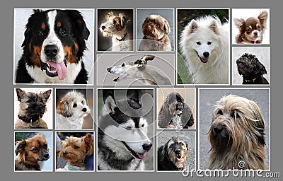 Collage with fifteen different dog portraits Stock Photo