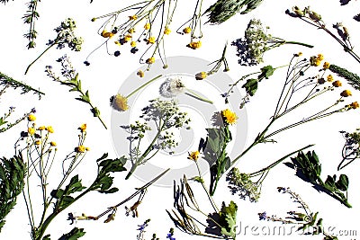 Medicinal wild flowers and plants lie on a white background Stock Photo