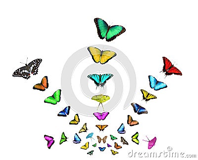 Collage of flying butterflies of different colors isolated on white background Stock Photo