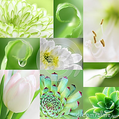 Collage of green amd white macro flower collection of different nine flowers. Stock Photo