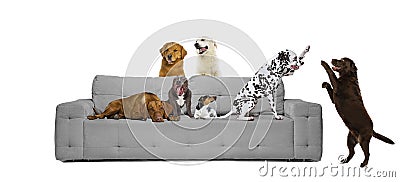 Collage. Group of beautiful pedigree dogs, pets sitting on grey sofa isolated over white background Stock Photo