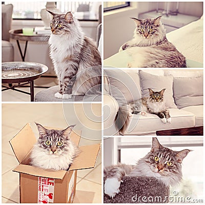 Collage Of A Main Coon Cat Stock Photo