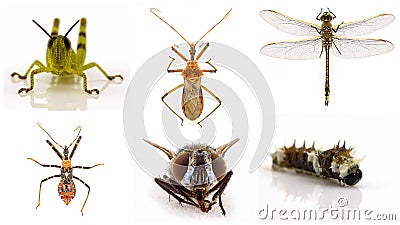Collage Of Insects On White Background Stock Photo