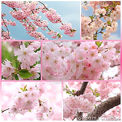 Collage - japanese cherry tree with blossoms at springtime Stock Photo