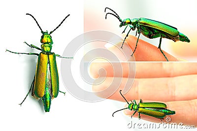 composition with green blister beetle Stock Photo