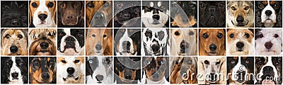 Collage of many different breed dog heads Stock Photo