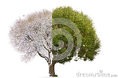 Collage mixed tree image consist of summer and winter mating par Stock Photo