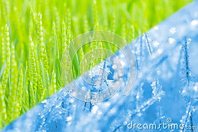 Collage mixing of green grain field in spring and field in winter. Stock Photo