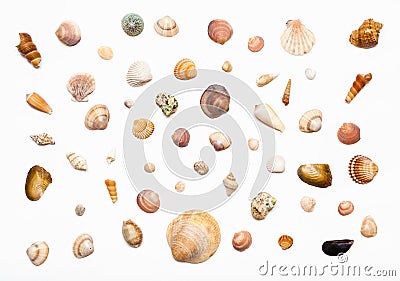 Collage from natural dried sea shells on white Stock Photo