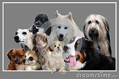 Collage , nine dogs on grey background Stock Photo