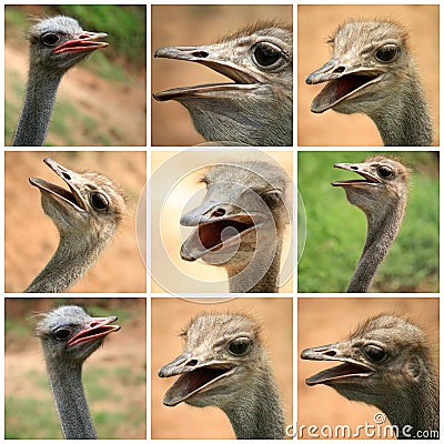 A collage of Ostrich photos from the farm Stock Photo