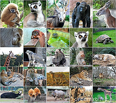 Collage photos some wild animals Stock Photo