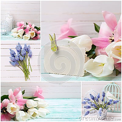 Collage from photos with with white and pink tulips and muscari Stock Photo