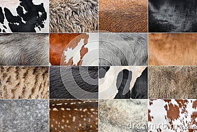 Collage of photos of wool and fur coat of different animals. Cow, sheep, goat, horse, donkey animals skin and fur close Stock Photo