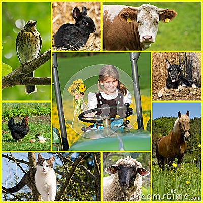 Collage of various pictures of country life Stock Photo