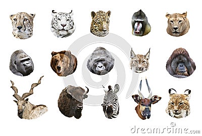 Collage of portraits of wild mammals Stock Photo