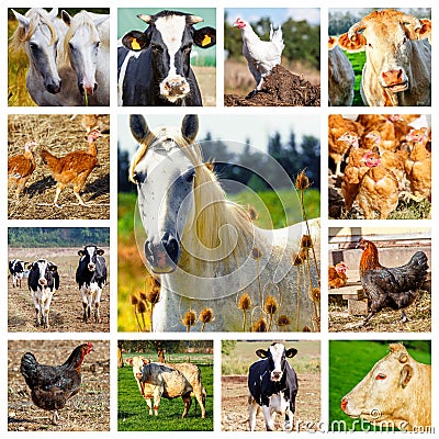 Collage representing several farm animals and a wild horse Stock Photo