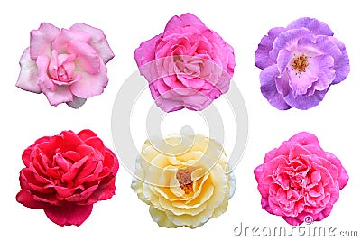 Collage of Roses flowers (Rosa multiflora) is isolated white background Stock Photo