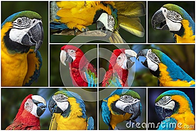 Collage - set of Parrot Blue and Red Macaw Stock Photo