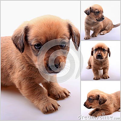 Collage of small cute dachshund puppy Stock Photo