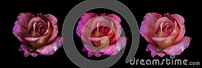 Collage of three surrealistic rose blossom macros on black background Stock Photo
