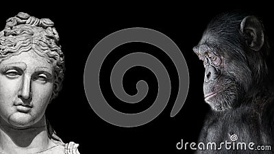 Collage of two contrast portraits of Chimpanzee and beautiful Roman woman in stone at black background, details, paste space Stock Photo