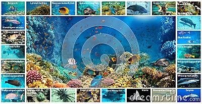 Collage of underwater images. Collection of tropical fishes Stock Photo