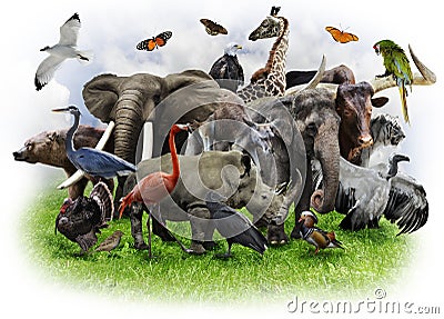 Animals Collage Stock Photo