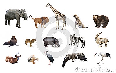 A collage of wild animals Stock Photo