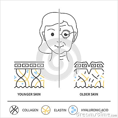 Collagen content in young and old skin illustration Vector Illustration