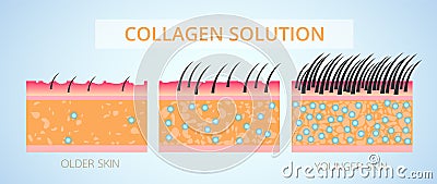 Collagen and Elastin ,Protection Skin and plump. Vector Illustration