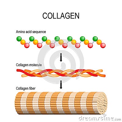 Collagen. Molecular structure. Vector Illustration