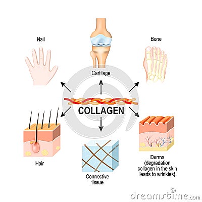 Collagen is the main structural protein in the: connective tissues, cartilages, bones, nails, derma and hair. Vector Illustration