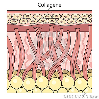Collagen protein structure diagram medical science Cartoon Illustration