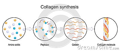 collagen synthesis. From Amino acids and Peptides, to Gelatin and Collagen molecule Vector Illustration