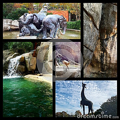 Collages from Dallas zoo Stock Photo