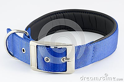 Collar for dog Stock Photo