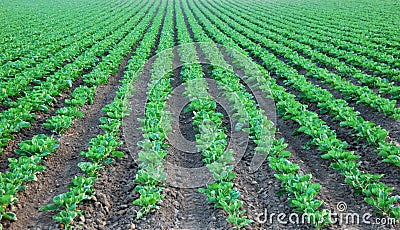 Collard Green Cultivated Field Stock Photo