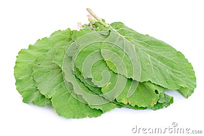 Collard Greens Stock Photo