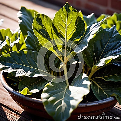 Collard greens fresh raw organic vegetable Stock Photo