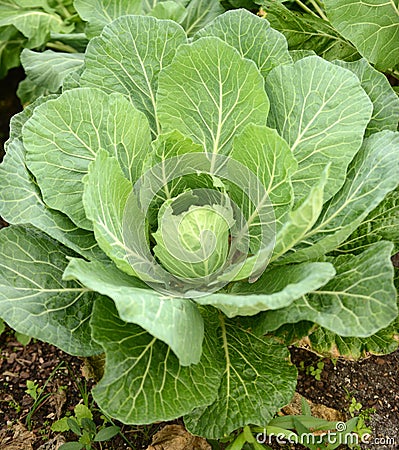 Collard greens Stock Photo