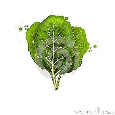 Collard greens isolated on white. Large, dark-colored, edible leaves and as a garden ornamental. Digital art illustration. Organic Cartoon Illustration