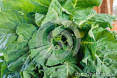 Collard Greens Stock Photo