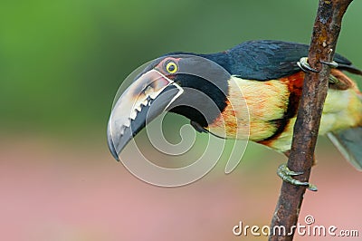 Collared Aracari Stock Photo