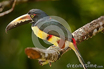 Collared Aracari Stock Photo