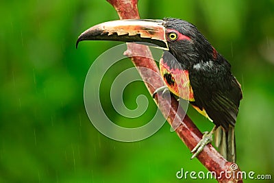 Collared Aracari, Costa Rica Stock Photo