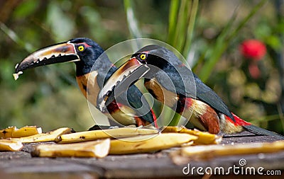 Collared Aracari eating bananas Stock Photo