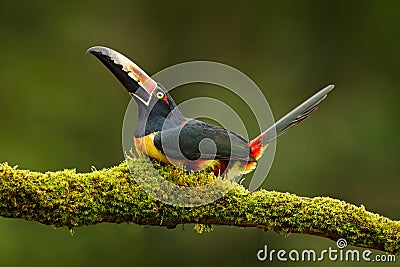 Collared Aracari, Pteroglossus torquatus, bird with big bill. Toucan sitting on the branch in the forest, Boca Tapada, Laguna de L Stock Photo