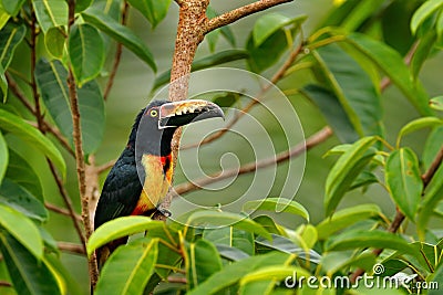 Collared Aracari, Pteroglossus torquatus, bird with big bill. Toucan sitting on the branch in the forest, Boca Tapada, Laguna de L Stock Photo