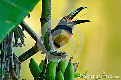 Collared Aracari, Pteroglossus torquatus, bird with big bill. Toucan sitting on the nice branch in the forest, Belize. Nature bird Stock Photo